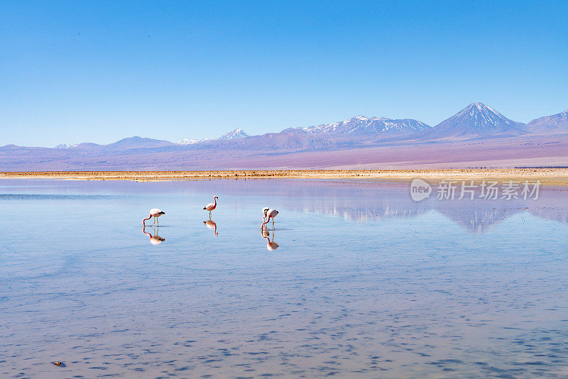 Laguna Chaxa 公园的野生火烈鸟 - 智利安托法加斯塔地区圣佩德罗德阿塔卡马